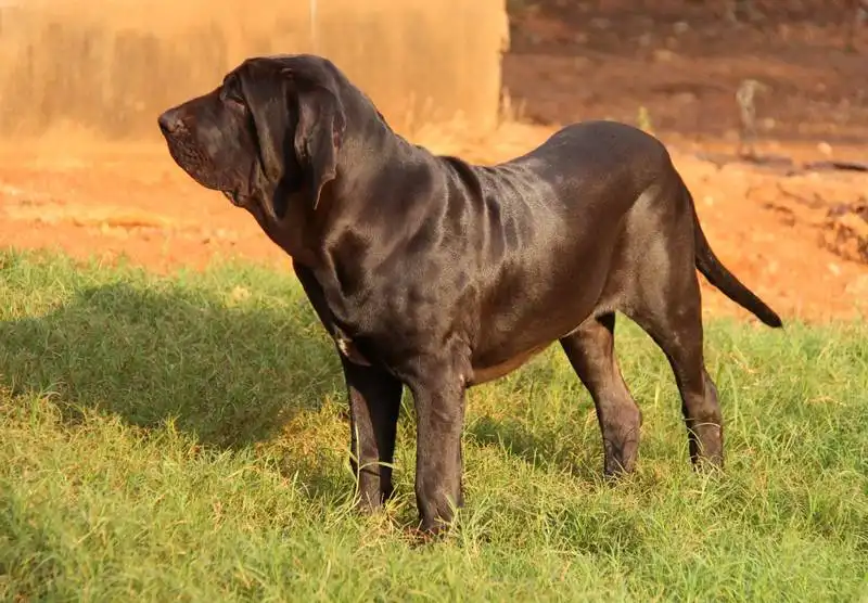 Fila Brasileiro