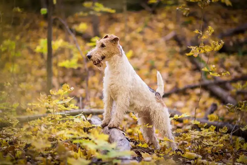 Fox terrier 