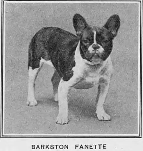 French Bulldog