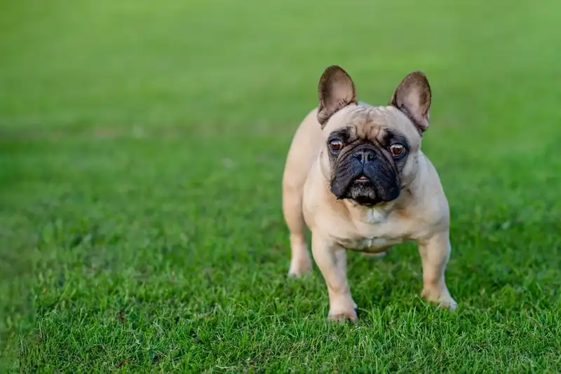 French Bulldog 