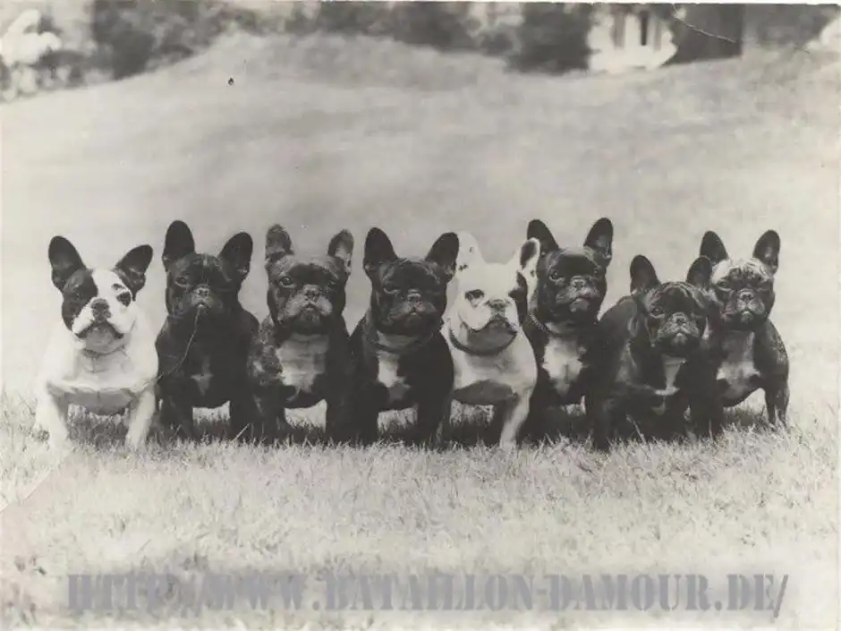 French Bulldog
