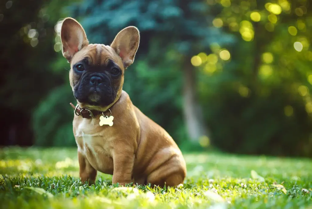 French Bulldog Care