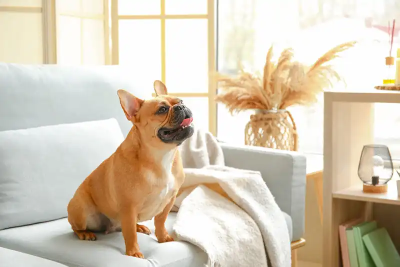 French Bulldog Trends