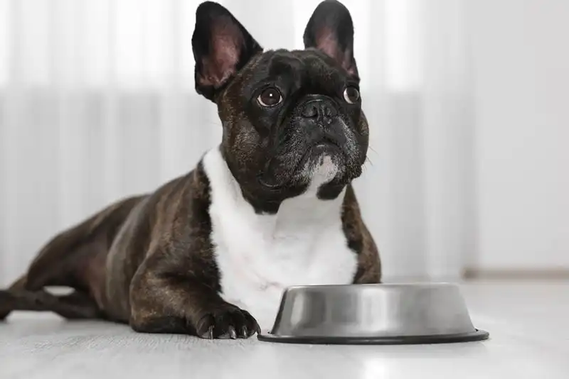 French Bulldog Trends