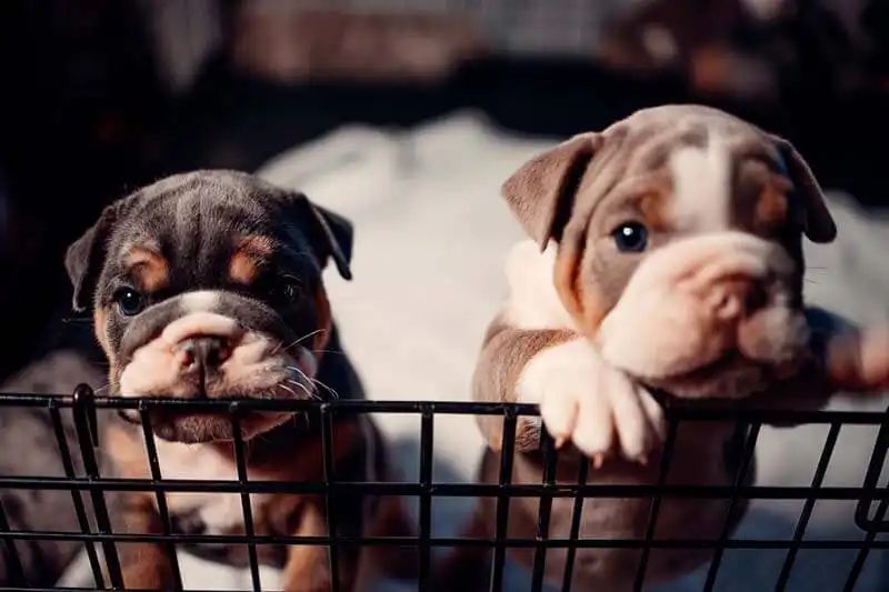 French Bulldog Trends 