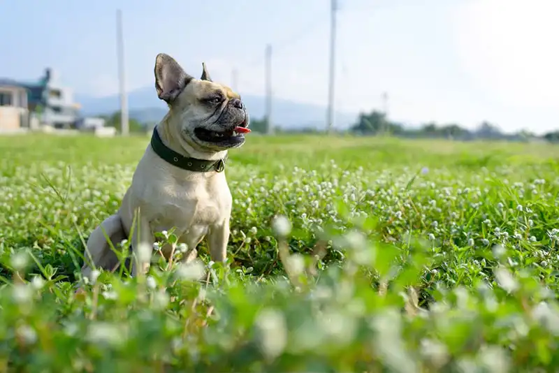 French Bulldog Trends