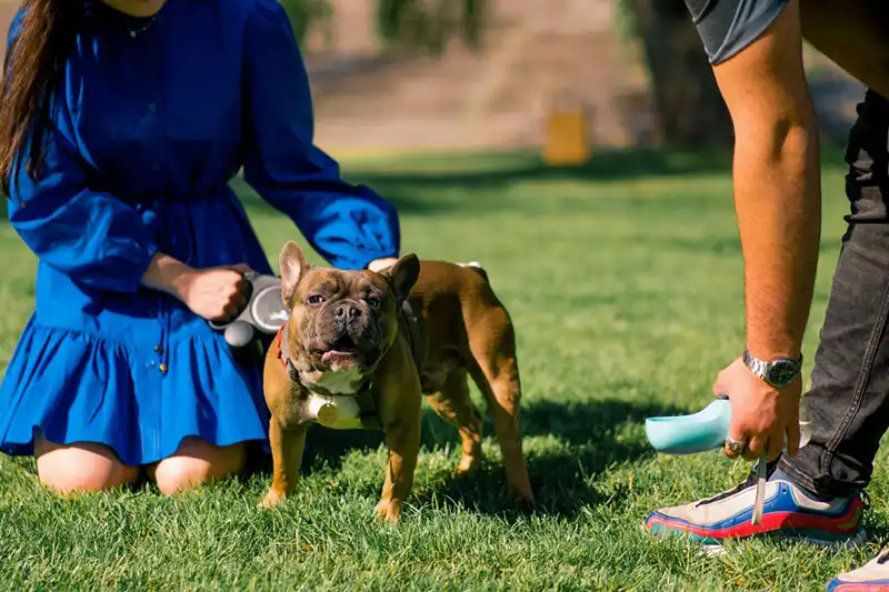 French Bulldog Trends