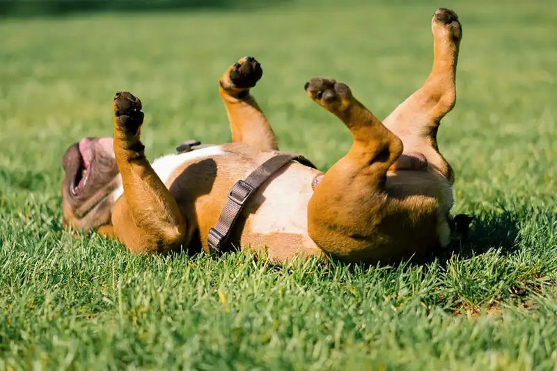 French Bulldog Trends