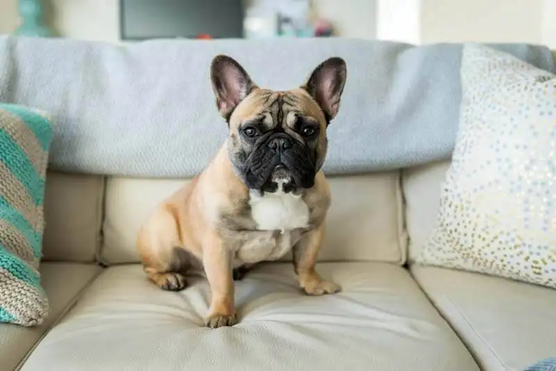 French Bulldog Trends