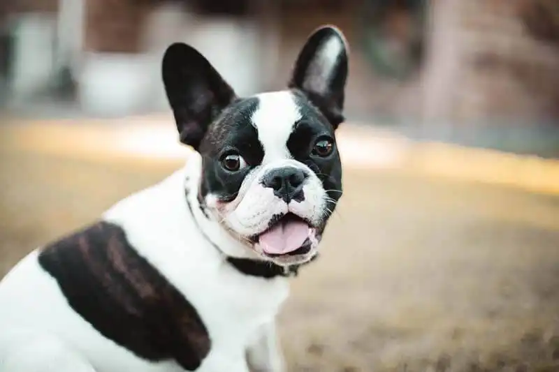 French Bulldog Trends