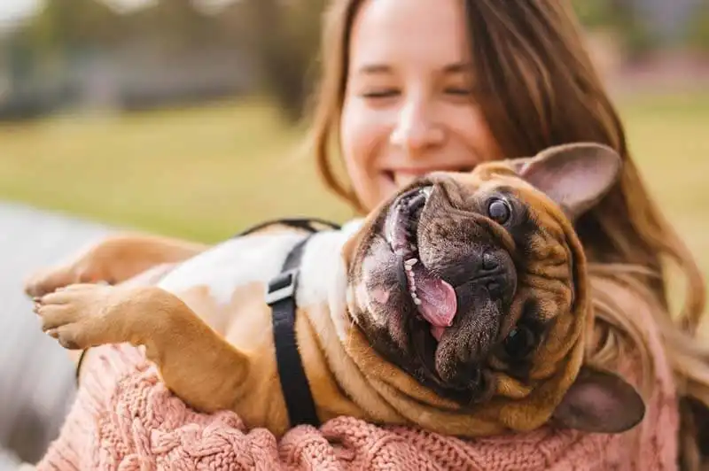 French Bulldog Trends