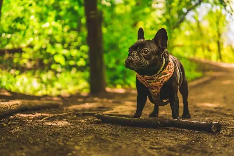 French Bulldog Trends