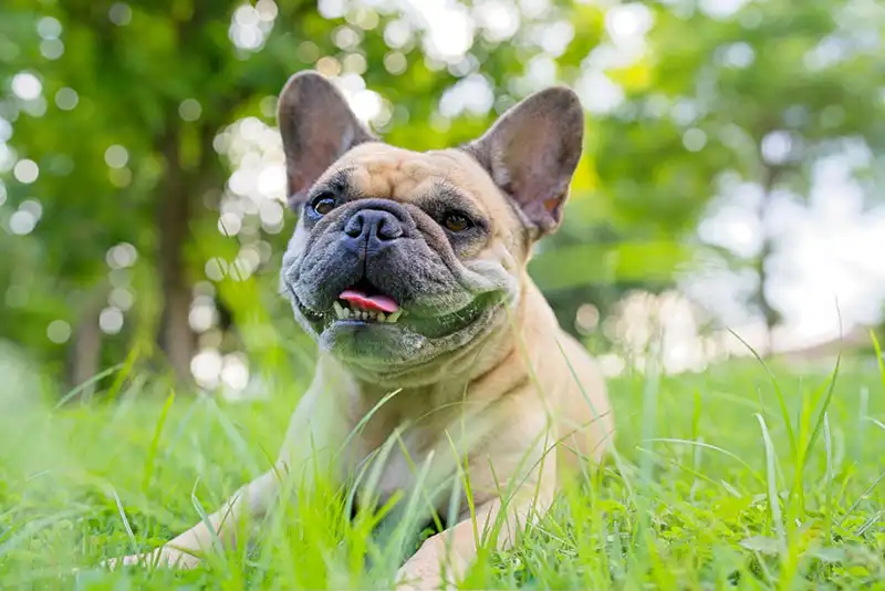 French Bulldog Trends