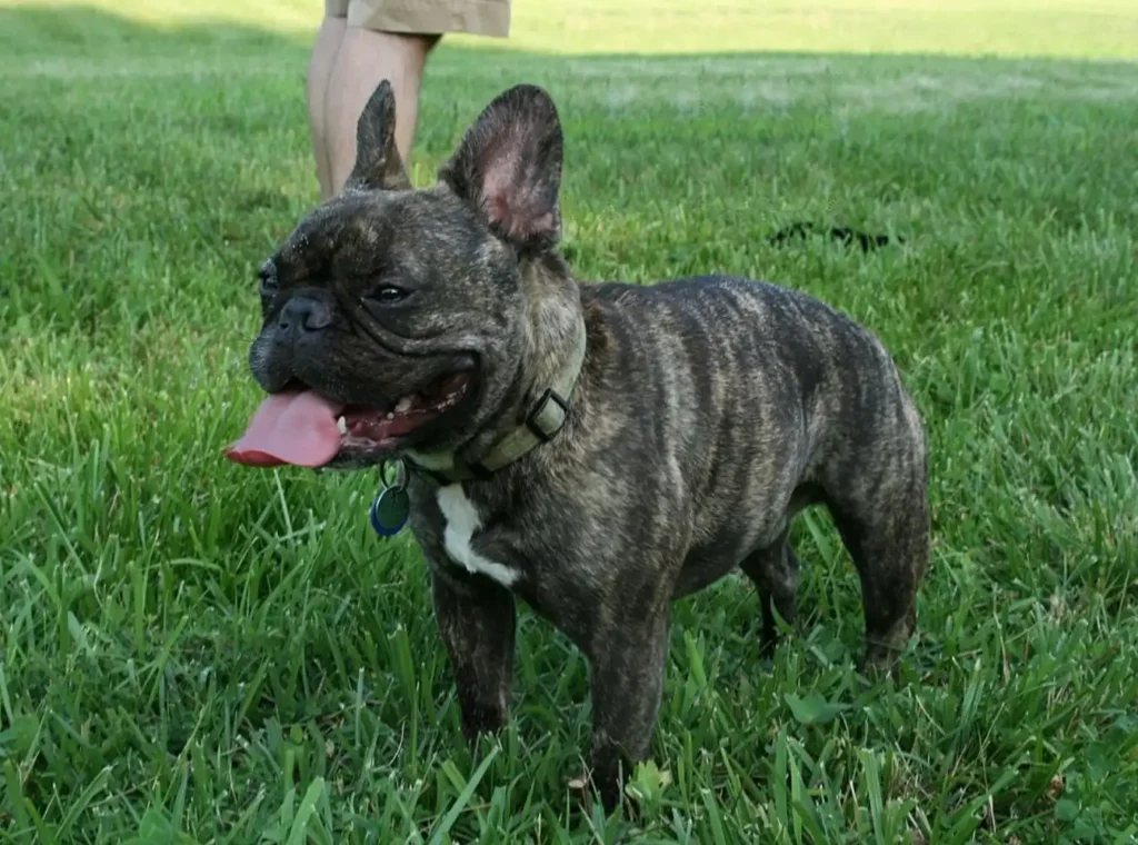 French Bulldogs