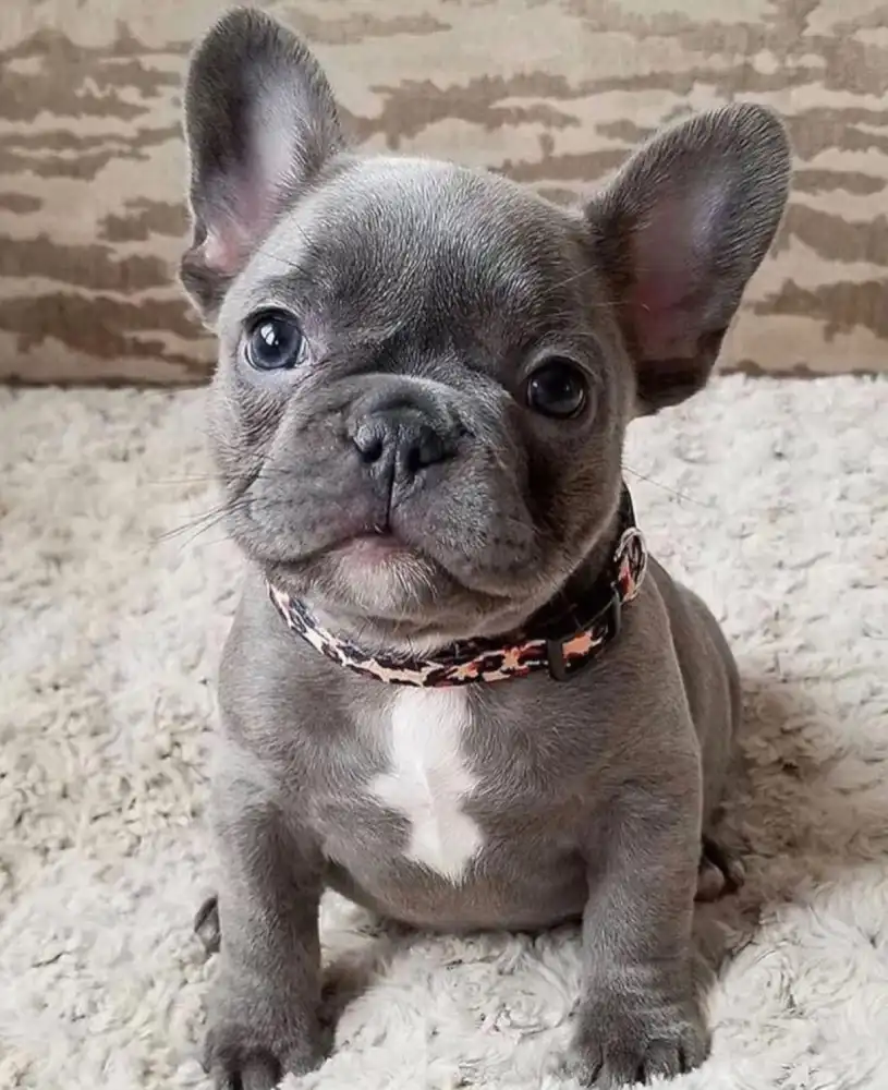 French Bulldogs