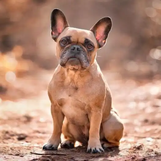 French Bulldogs