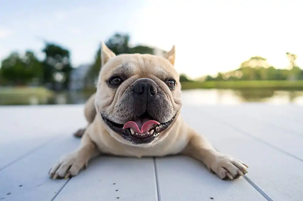 French Bulldogs