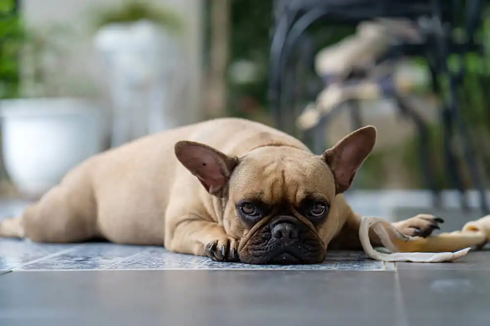 French Bulldogs