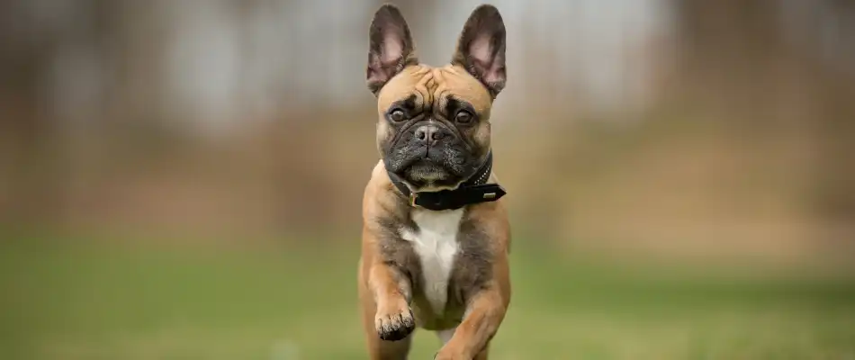 French Bulldog’s Personality