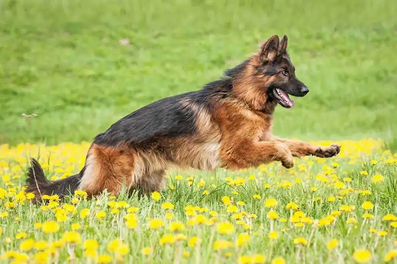 German Shepherd