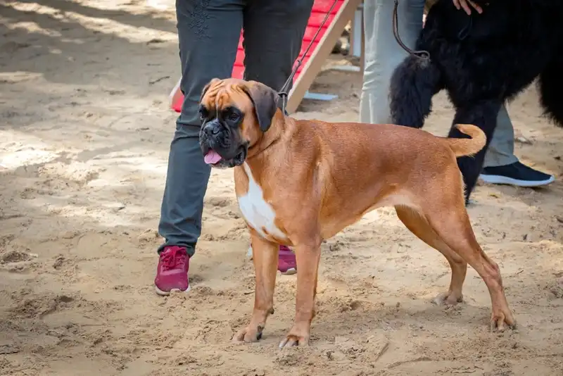 German boxer 