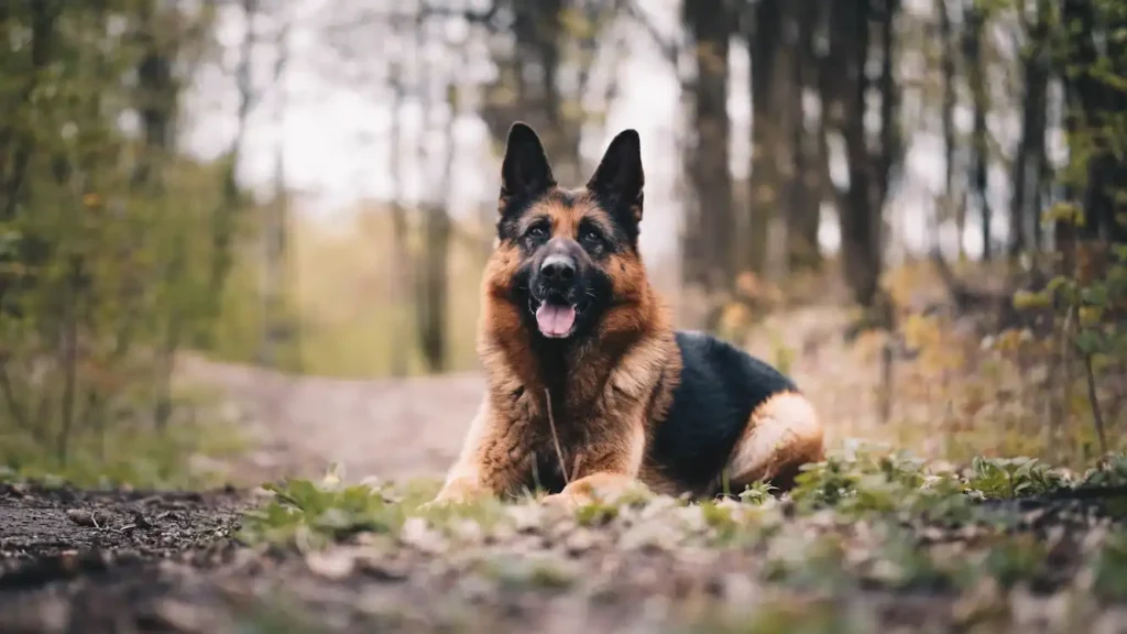 German shepherd