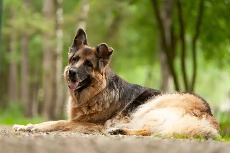 German shepherd