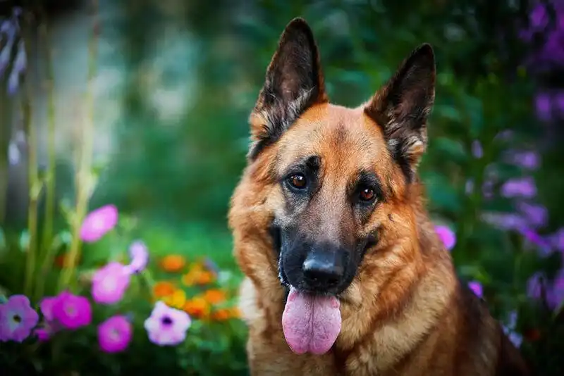 German shepherd