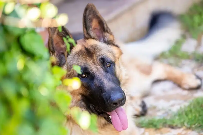 German shepherd