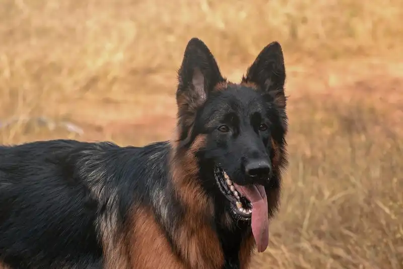 German shepherd