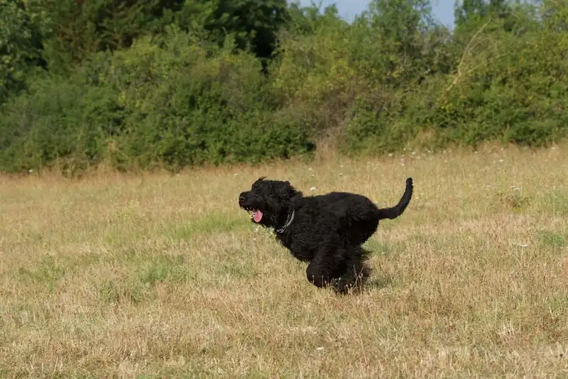 Giant Schnauzer