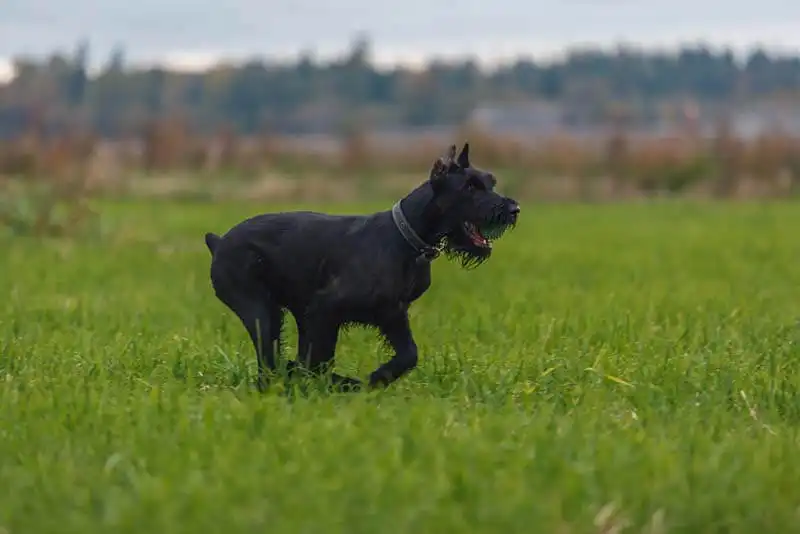Giant Schnauzer