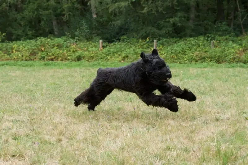Giant Schnauzer