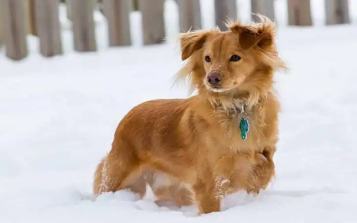 Golden Dox 
