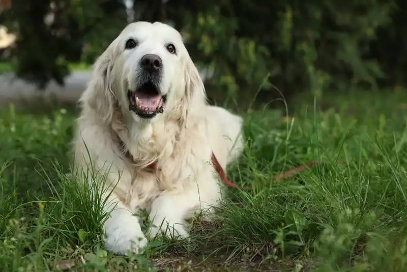 Golden Retriever