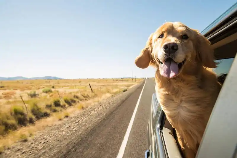 Golden Retriever