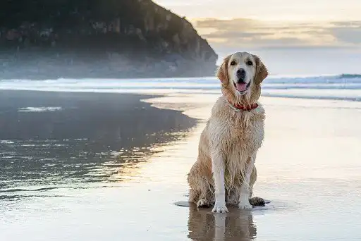 Golden Retriever Breed