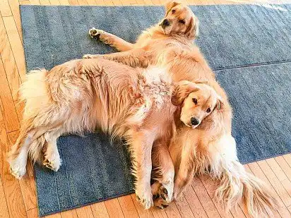 Golden Retriever Personality