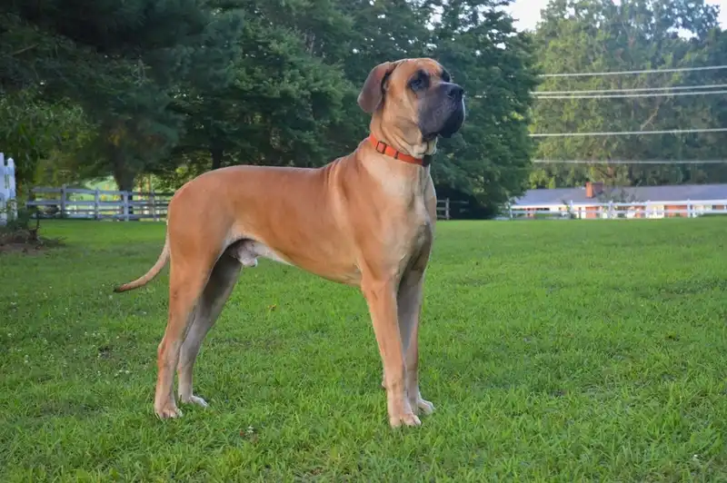Great Dane 