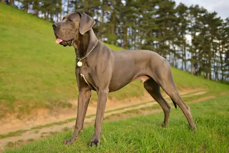 Great Dane 