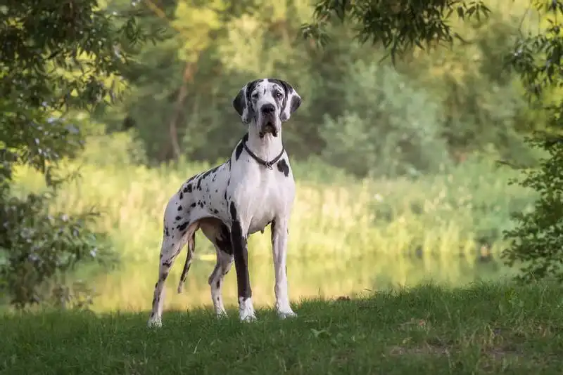 Great Danes-