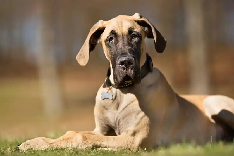 Great Danes