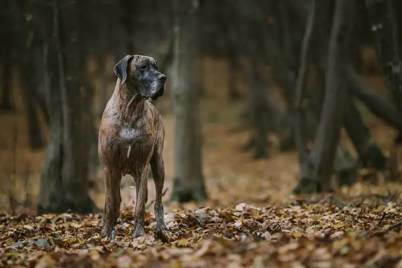 Great Danes