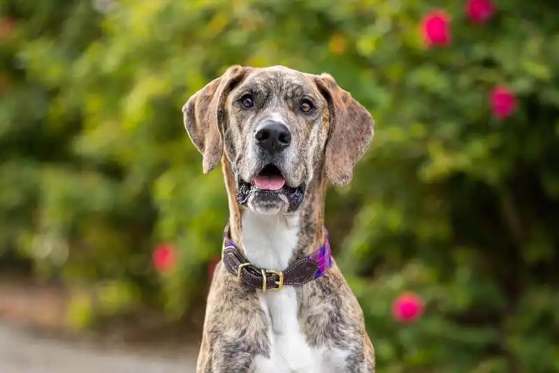 Great Danes