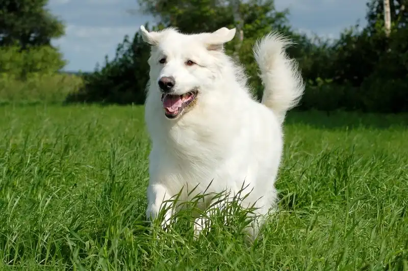 Great Pyrenean Mountain Dog