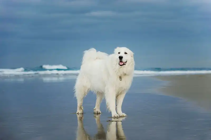 Great Pyrenean Mountain Dog 