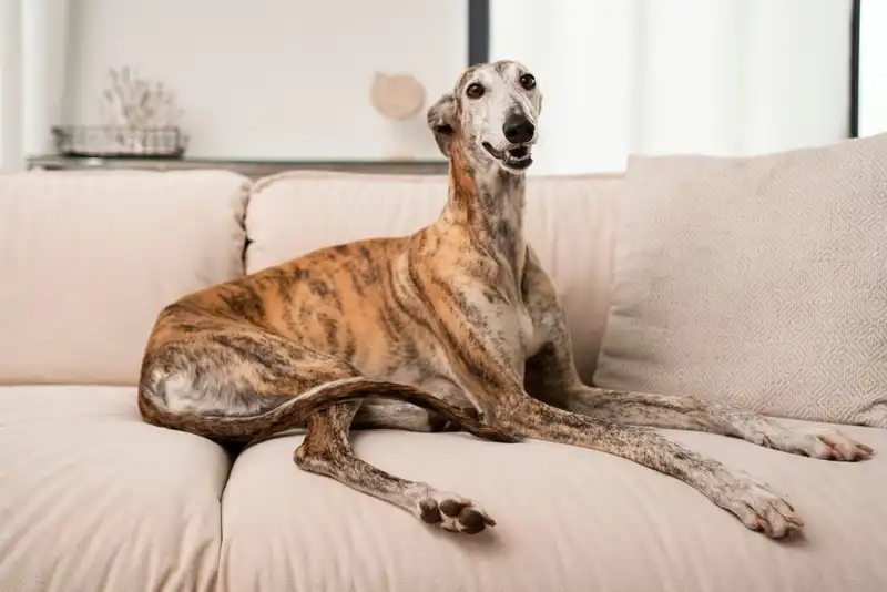Greyhound