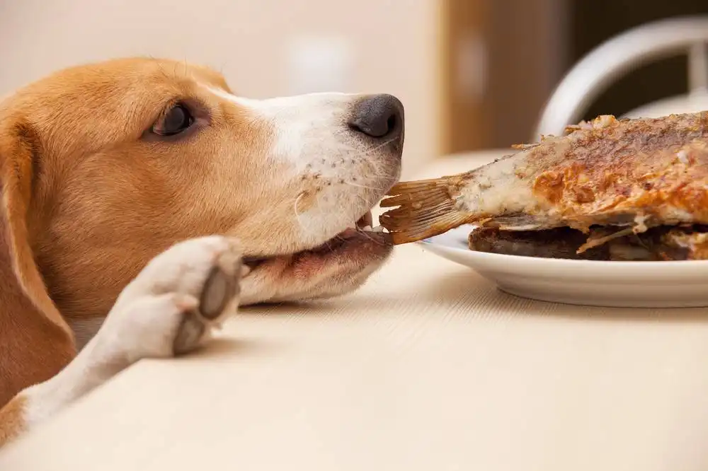 Harmful Foods for Dogs