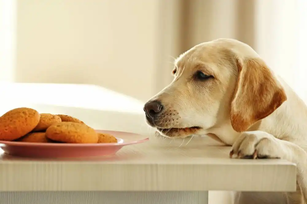 Harmful Foods for Dogs