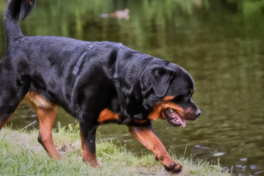 History of the Rottweiler 